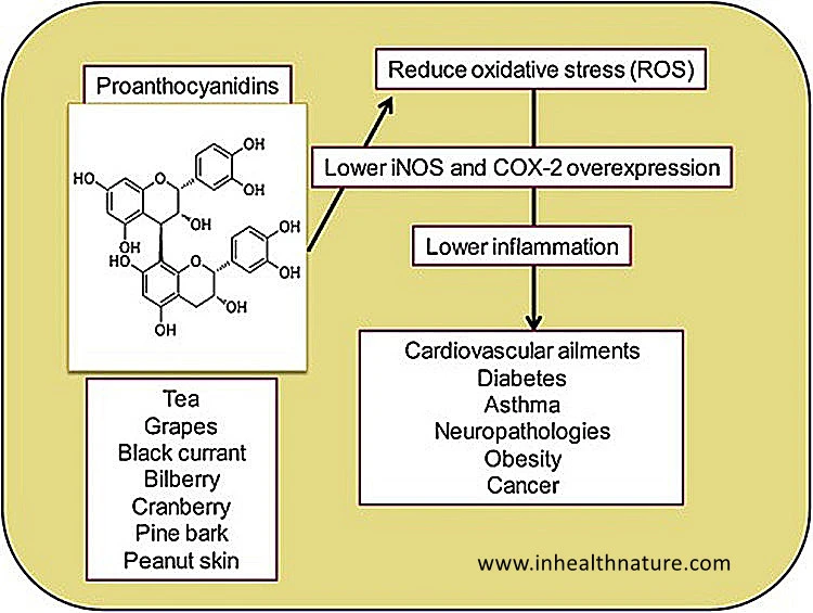 proanthocyanidin benefits