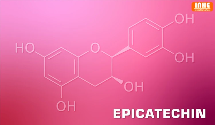 What is Epicatechin