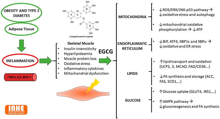 Mechanism of Action of Epicatechin on Diabetics