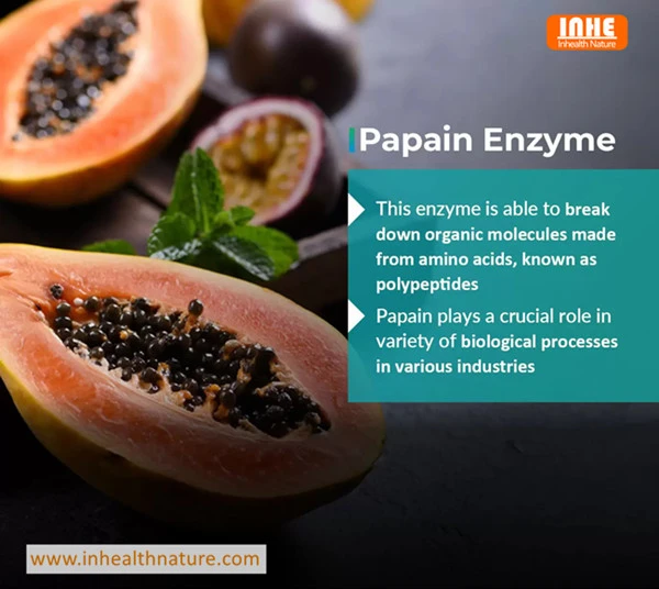 Papain Enzyme and Gastrointestinal Dysfunction