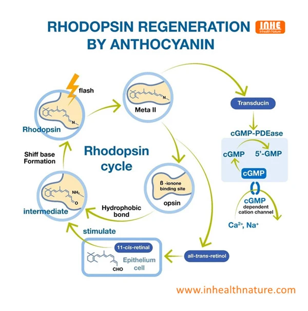 Rhodopsin Regeneration by Anthocyanin Rhodopsin Regeneration by Anthocyanin