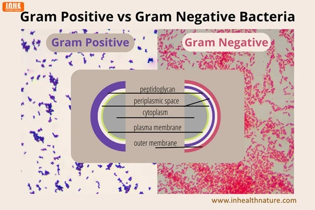 Gram Positive vs Gram Negative Bacteria