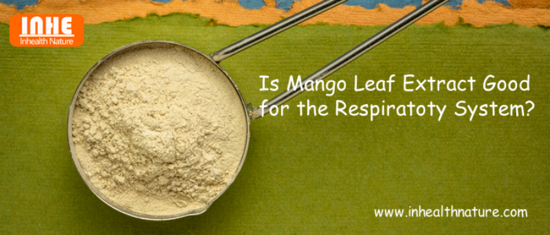 Is Mango Leaf Extract Good for the Respiratory System