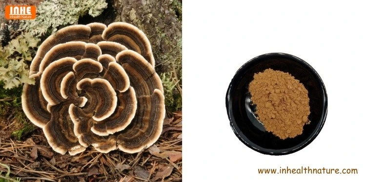 Coriolus Versicolor and Coriolus Versicolor Powder