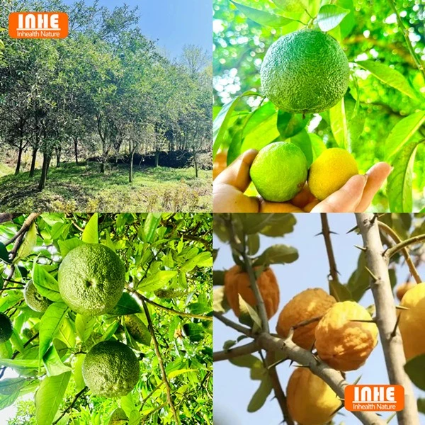 Our Citron Orchard Our Citron Orchard